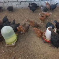جوجه ۴۰ روزه گلپایگانی بلک استار