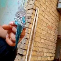 مرغ عشق|پرنده|اهواز, شریعتی جنوبی|دیوار