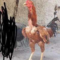 خروس لاری ابرش اصیل دانگ بالا
