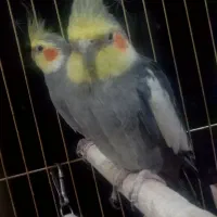 عروس هلندی|پرنده|مشگین شهر, |دیوار