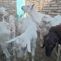 یک عدد تکه وبزغاله نر پر شر وشور سانن|حیوانات مزرعه|تربت جام, خیرآباد|دیوار