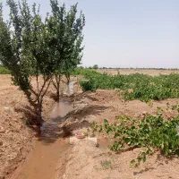 فروش-باغ-انگور-بیدانه