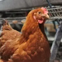 مرغ تخمگذار محلی