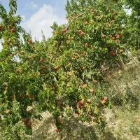 باغ فروشی با 20دقیقه اب چاه موتور لوله 6اینچ