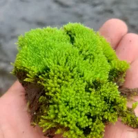 فروش خزه طبیعی وجنگلی سبز تازه چین