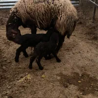 سلام پنج تا بره دوقلو