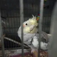 پرنده سرای طلایی|پرنده|رشت, آب و برق|دیوار