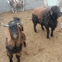 بره و بزغاله پرواری کشتار|حیوانات مزرعه|شاهرود, |دیوار