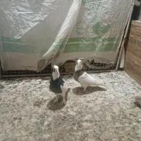 کفتر کوارتبعدی|پرنده|کوار, |دیوار