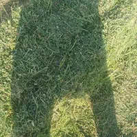 یونجه ای درجه یک