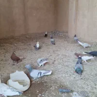 ۲۲عدد کبوتر دورگ رنگی وپلاکی