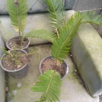 گل سیکاس|گل و گیاه طبیعی|سنگر, |دیوار