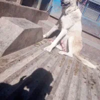 سگ.|سگ|محمدیار, |دیوار