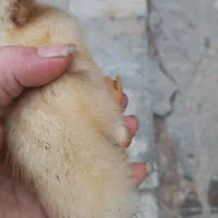 اردک|حیوانات مزرعه|اهواز, آسیاباد|دیوار