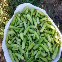 بامیه ریزومتوسط ۶۰تومن حمیدیه
