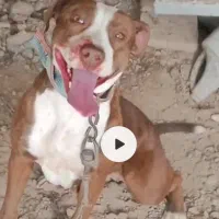 سگ ماده پیتبول . معاوضه با کفتر و بزغاله. طوطی|سگ|قلندر آباد, |دیوار