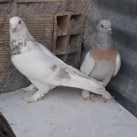 نرماده ساده پاپر