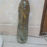 خیارشور خانگی