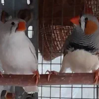 ۲ جفت فنچ زبرا مولد|پرنده|شیراز, لاله|دیوار