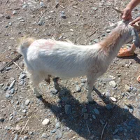 گوسفند فروشی