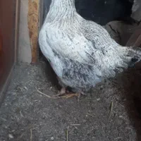 حیوان خانگی|حیوانات مزرعه|پاکدشت, پاکدشت (مامازند)|دیوار