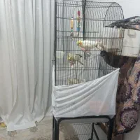 یک جفت عروس هلندی مولد به همراه ۳ عدد جوجه|پرنده|کرج, شهرک ظفر|دیوار
