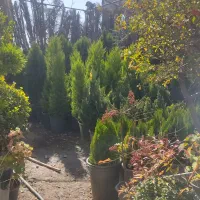 فروش درخت و گل و گیاه|گل و گیاه طبیعی|شیراز, گویم|دیوار