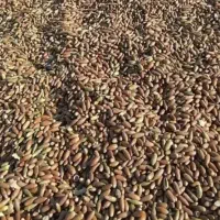 یونجه و بلوط|خدمات باغبانی و درختکاری|دهدشت, |دیوار