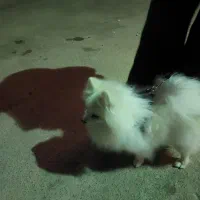 سگ پامرین اصیل|سگ|پیشوا, |دیوار