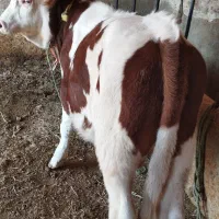 گوساله نر سیمیتال|حیوانات مزرعه|بکتاش, |دیوار