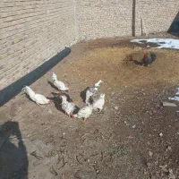 گلین|حیوانات مزرعه|بهار, |دیوار