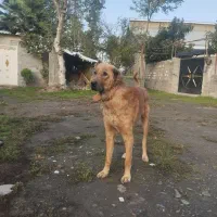 واگذاری سگ سرابی قد90