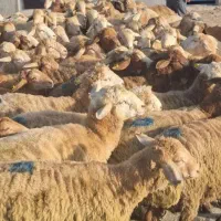 تا آخر هفته کف قیمت دام زنده جا نمونی از این قیمت|حیوانات مزرعه|تهران, تهرانپارس جنوبی|دیوار