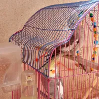 عروس هلندی