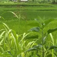 زمین-سنتی-با-امکانات