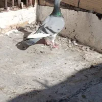 کبوتر|پرنده|شیراز, سعدیه شمالی|دیوار