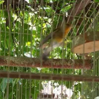 عروس سهره قناری