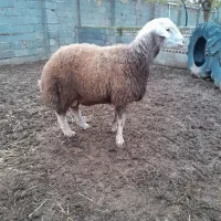 بره تخمی و قصابی|حیوانات مزرعه|گرگان, |دیوار