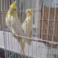 عروسی هلندی نرماده مولد2ساله
