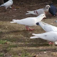 کبوتر مسافتی هومر|پرنده|آستانه اشرفیه, |دیوار