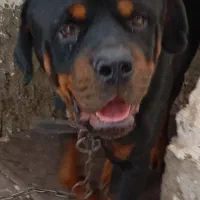 سگ رتوایلر ودوبرمن|سگ|هشتگرد, شهرک وحدت|دیوار