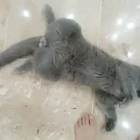 اسکاتیش نر رایگان نیست|گربه|پردیس, فاز ۸|دیوار