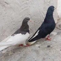 جفت یال شهری|پرنده|شیراز, کوشک میدان|دیوار