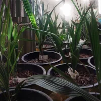 نهال دوساله کشت بافت مجول مراکشی