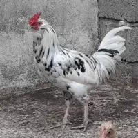 خروس جوان گلین