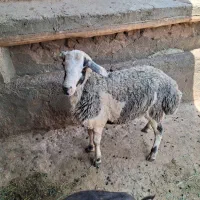 بره نر