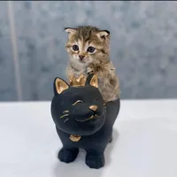 واگذاری گربه نژاد دار
