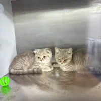 گربه اسکاتیش نر و ماده