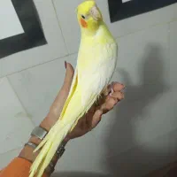 جوجه عروس لوتینو