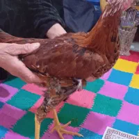 خروس|حیوانات مزرعه|کوهدشت, |دیوار